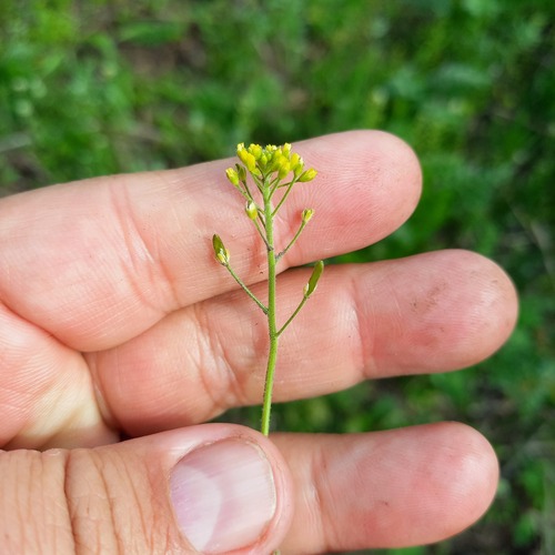 Siberian whitlowgrass (Draba sibirica)