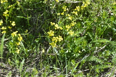 Siberian whitlowgrass (Draba sibirica)