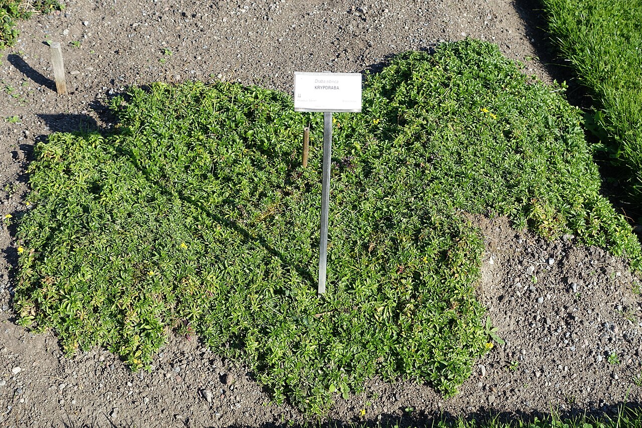 Siberian whitlowgrass: Botanical specimen in the Bergianska trädgården - Stockholm, Sweden.