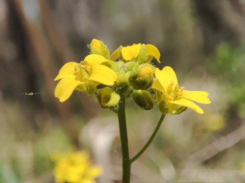 Siberian whitlowgrass (Draba sibirica)