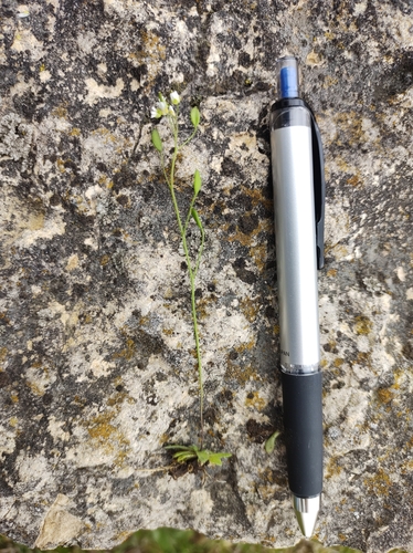 Common whitlowgrass (Draba verna)