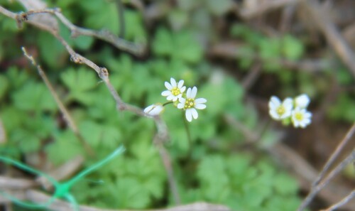 Common whitlowgrass (Draba verna)