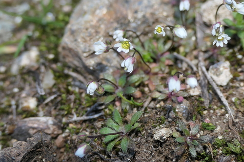 Common whitlowgrass (Draba verna)