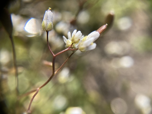 Common whitlowgrass (Draba verna)
