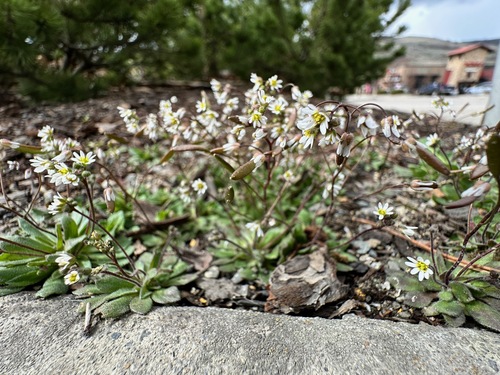 Common whitlowgrass (Draba verna)