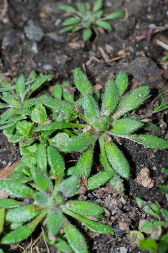 Common whitlowgrass (Draba verna)