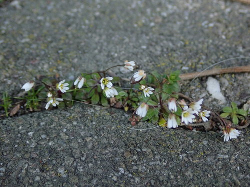 Common whitlowgrass (Draba verna)