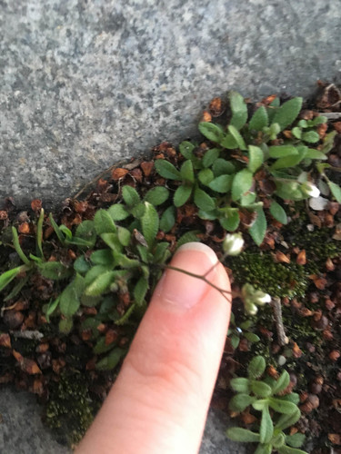Common whitlowgrass (Draba verna)