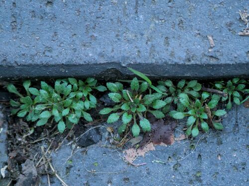Common whitlowgrass (Draba verna)