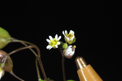 Common whitlowgrass