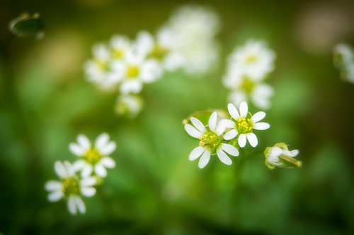 Common whitlowgrass (Draba verna)