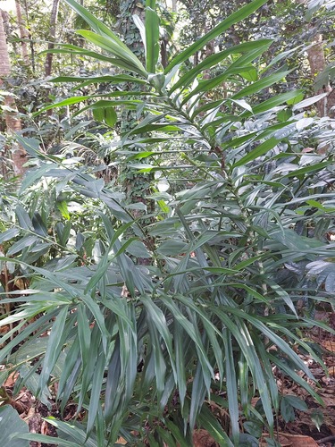 Dracaena angustifolia (Dracaena angustifolia)