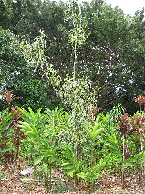 Dracaena angustifolia: Dracaena angustifolia (Dracaena) Flowering habit with variegated leaves at Kaeleku, Maui, Hawaii. June 23, 2009 #090623-1637 Image Use Policy Also placed in Aga
