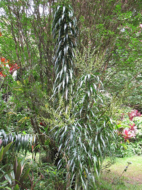 Dracaena angustifolia: Dracaena angustifolia (Dracaena) Flowering habit at Nahiku, Maui, Hawaii. June 23, 2009 #090623-1427 Image Use Policy Also placed in Agavaceae.