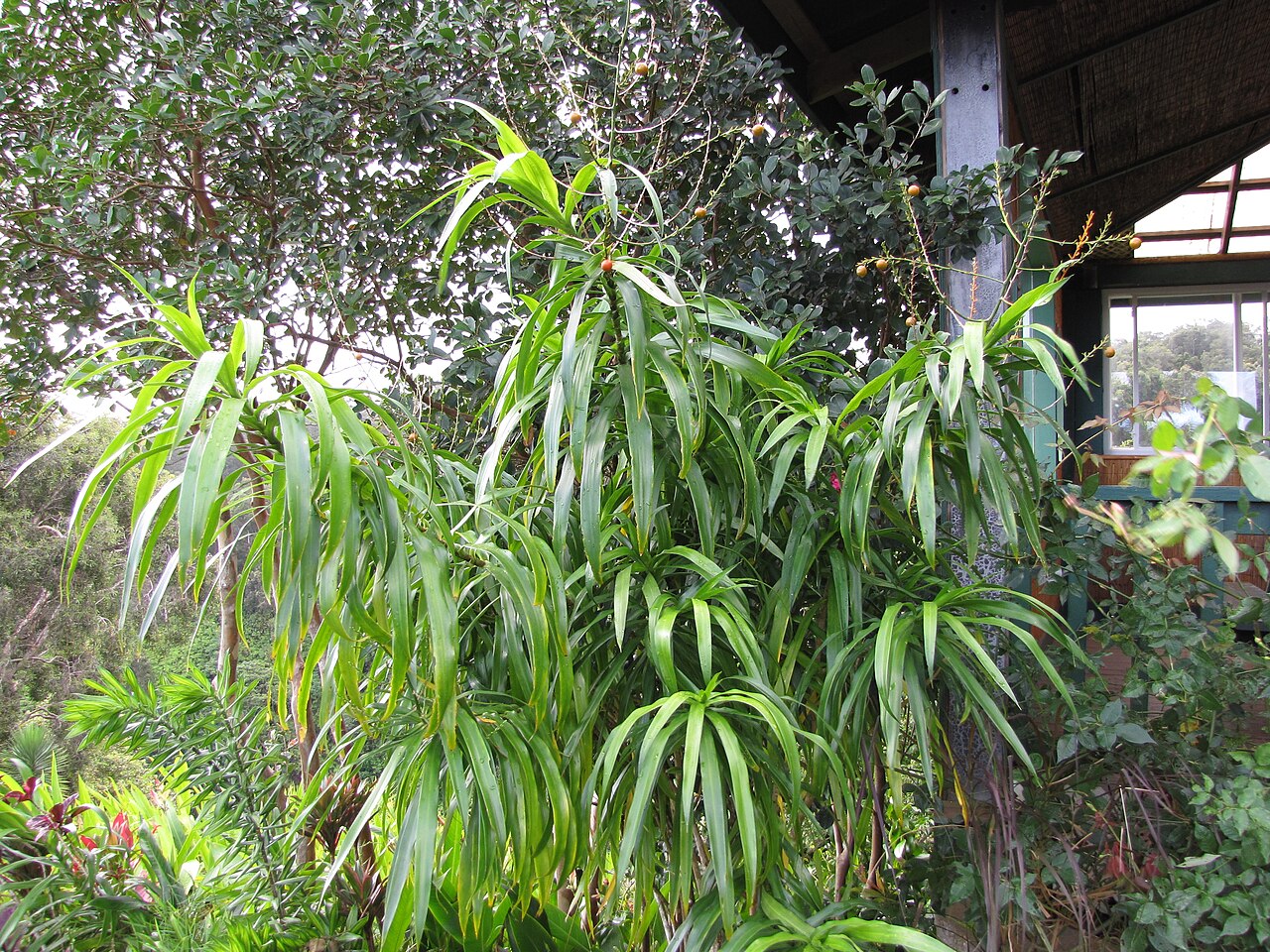 Dracaena angustifolia: Dracaena angustifolia (Dracaena) Habit at Garden of Eden Keanae, Maui, Hawaii. March 30, 2011 #110330-3699 Image Use Policy Also placed in Agavaceae.