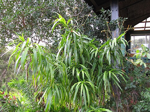 Dracaena angustifolia: Dracaena angustifolia (Dracaena) Habit at Garden of Eden Keanae, Maui, Hawaii. March 30, 2011 #110330-3699 Image Use Policy Also placed in Agavaceae.