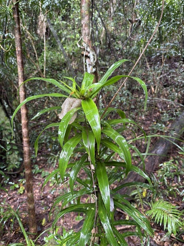 Dracaena angustifolia (Dracaena angustifolia)