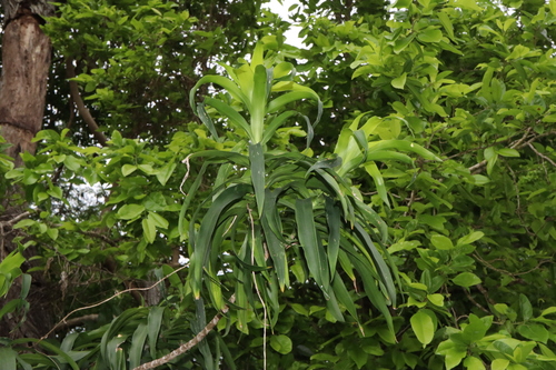 Dracaena angustifolia (Dracaena angustifolia)