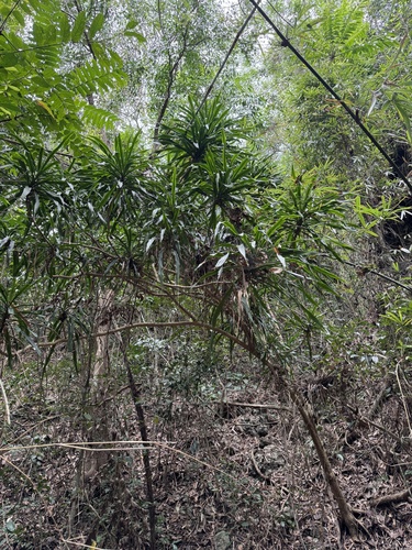 Dracaena angustifolia (Dracaena angustifolia)