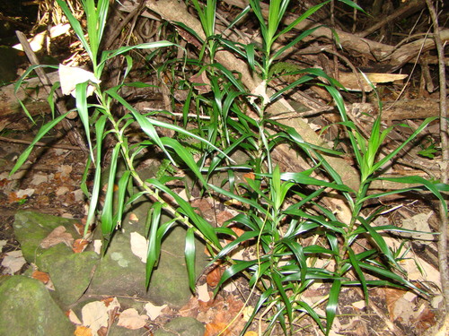 Dracaena angustifolia (Dracaena angustifolia)