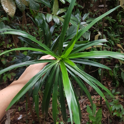 Dracaena angustifolia (Dracaena angustifolia)
