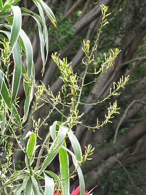 Dracaena angustifolia: Dracaena angustifolia (Dracaena) Flowers and variegated leaves at Kaeleku, Maui, Hawaii. June 23, 2009 #090623-1638 Image Use Policy Also placed in Agavaceae.