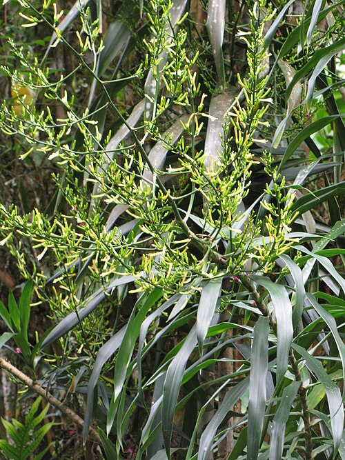 Dracaena angustifolia: Dracaena angustifolia (Dracaena) Flowers and leaves at Nahiku, Maui, Hawaii. June 23, 2009 #090623-1428 Image Use Policy Also placed in Agavaceae.