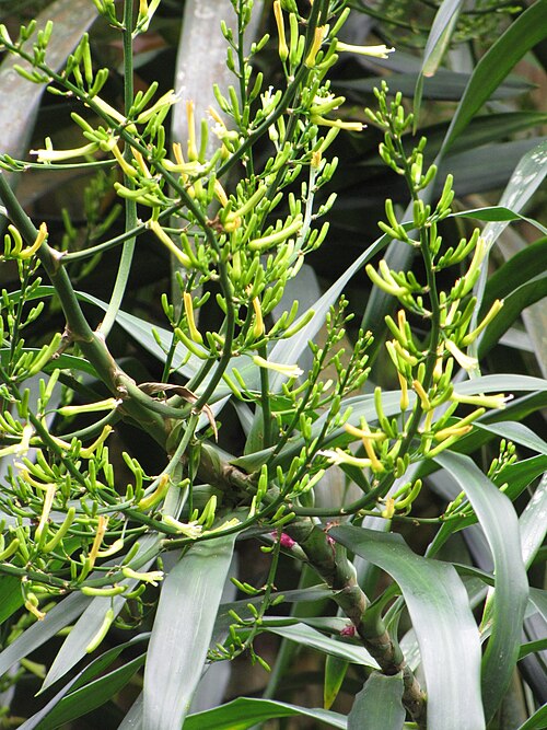 Dracaena angustifolia: Dracaena angustifolia (Dracaena) Flowers at Nahiku, Maui, Hawaii. June 23, 2009 #090623-1429 Image Use Policy Also placed in Agavaceae.