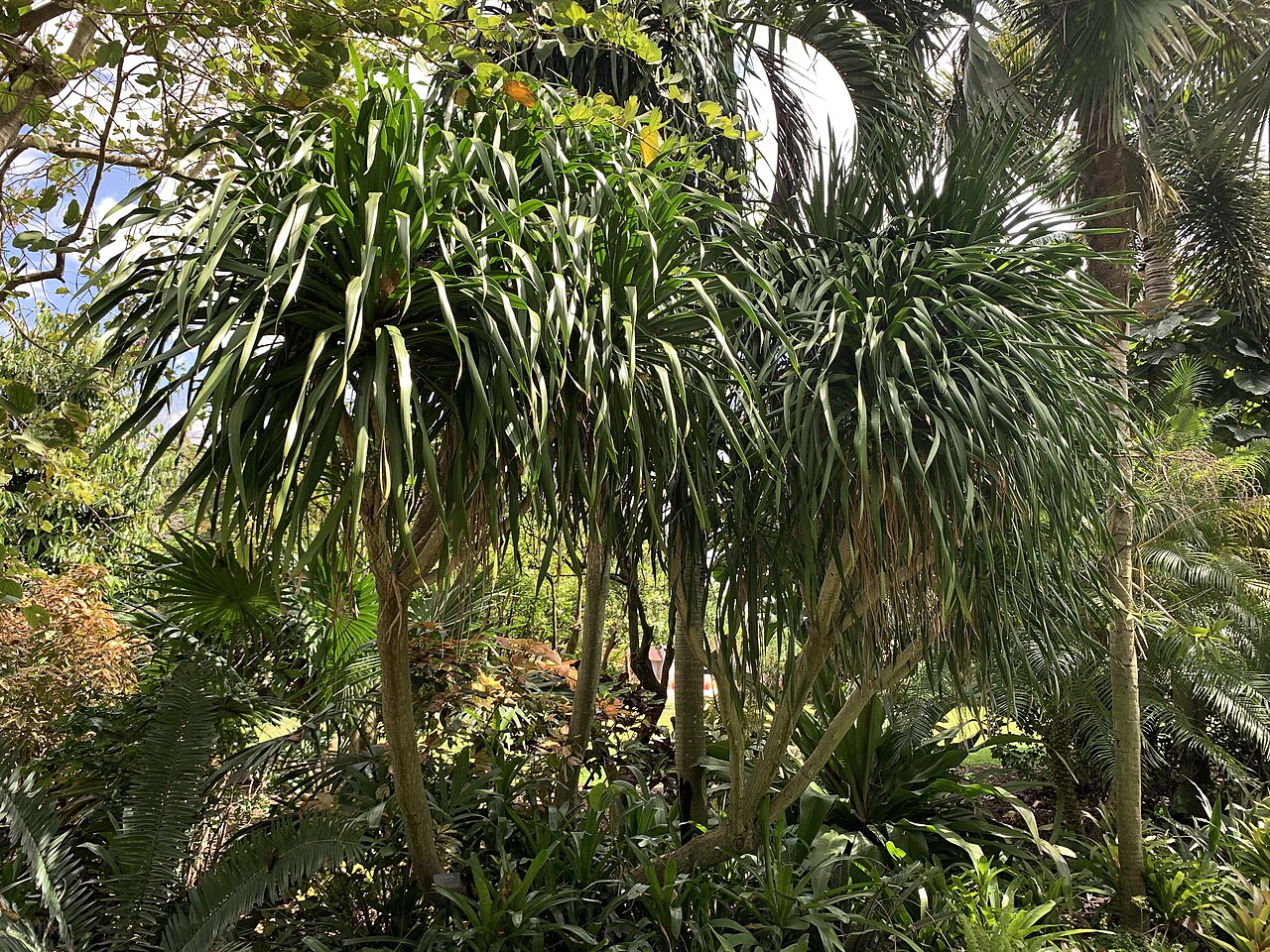 Dracaena arborea: Dracaena arborea at Mounts Botanical Garden, West Palm Beach, Florida, USA