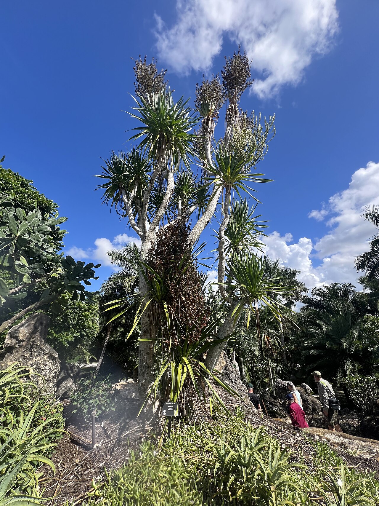 Dracaena arborea: Dracaena arborea at Paradise Palms ,Delray Beach, Florida, USA