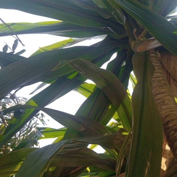 Dracaena arborea (Dracaena arborea)