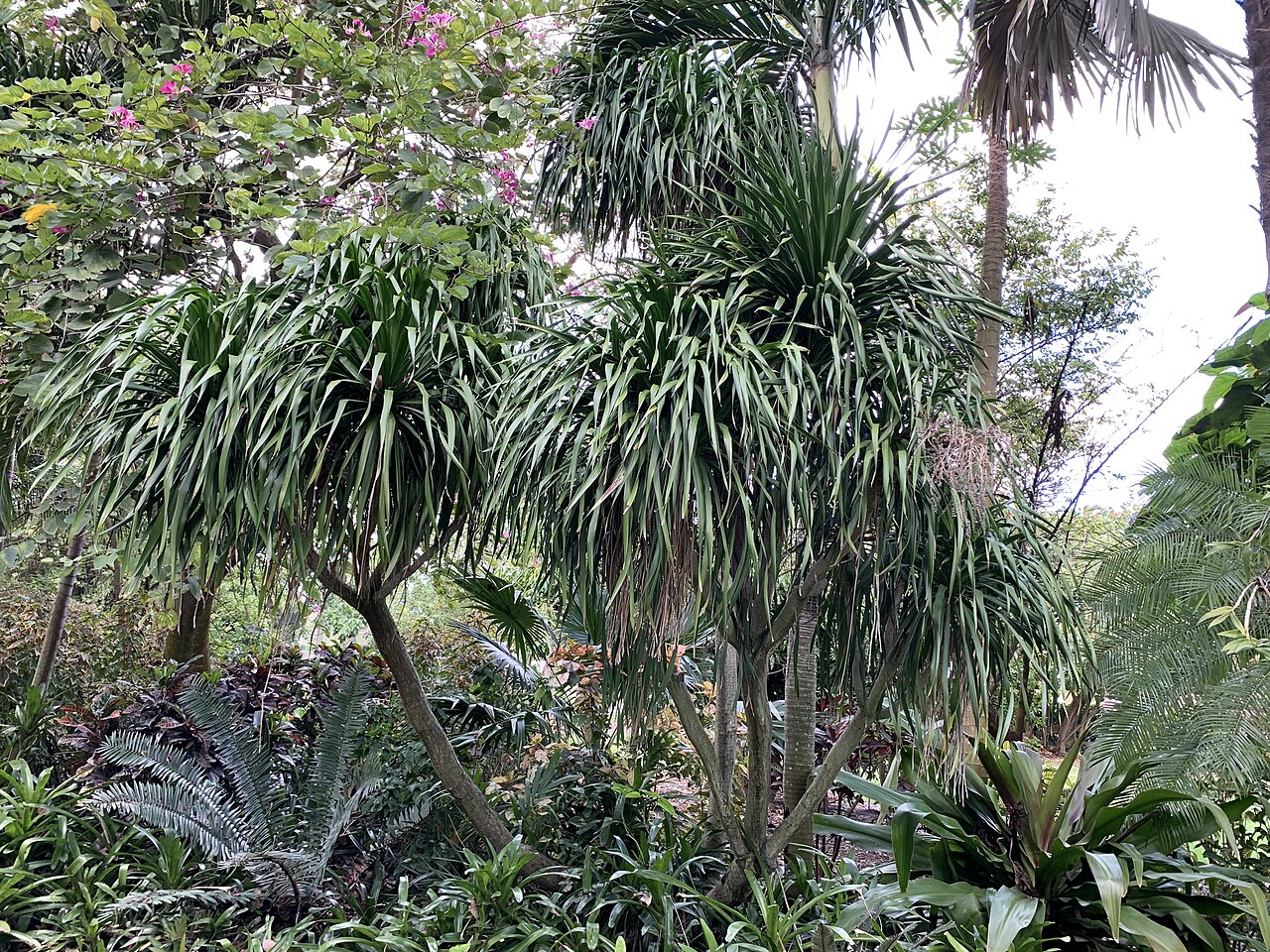 Dracaena arborea: Dracaena arborea at Mounts Botanical Garden, West Palm Beach, Florida, USA