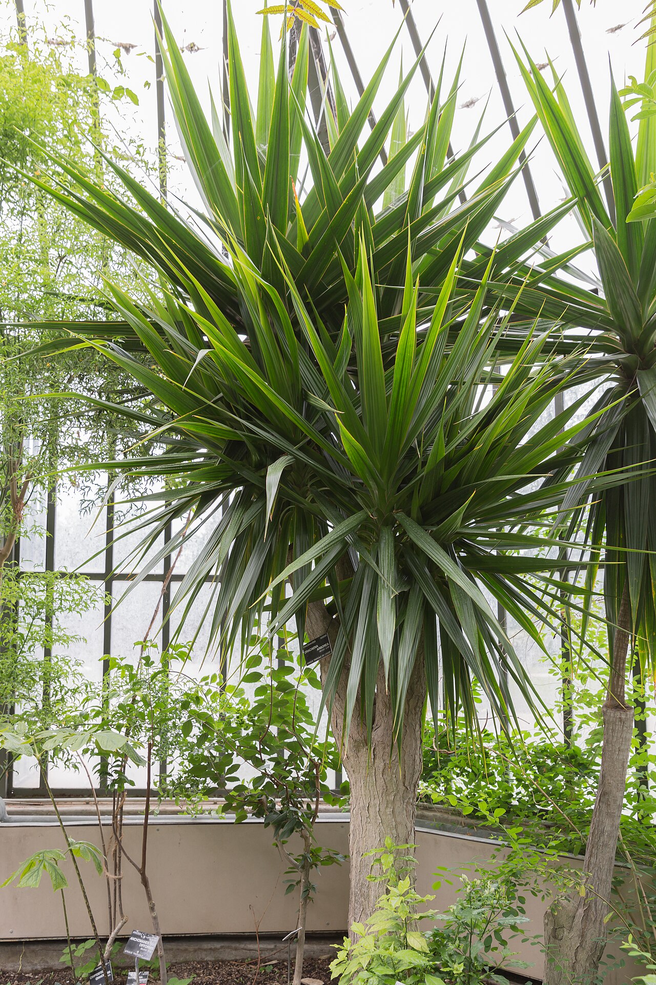 Dracaena arborea: Dracaena arborea in jardin botanique de Lyon , France.