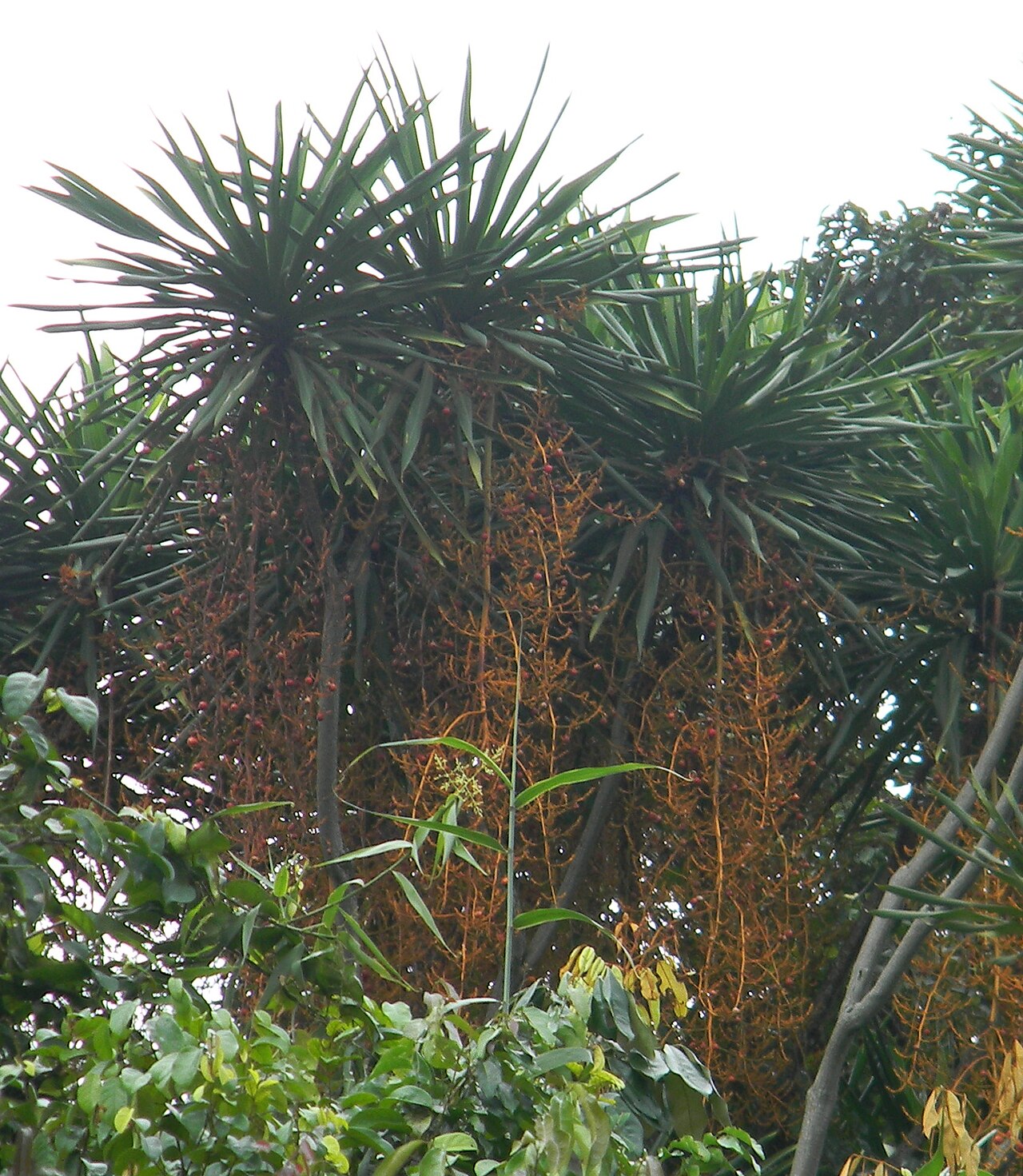 Dracaena arborea: Dracaena arborea (Willd.) Link in Gabon
