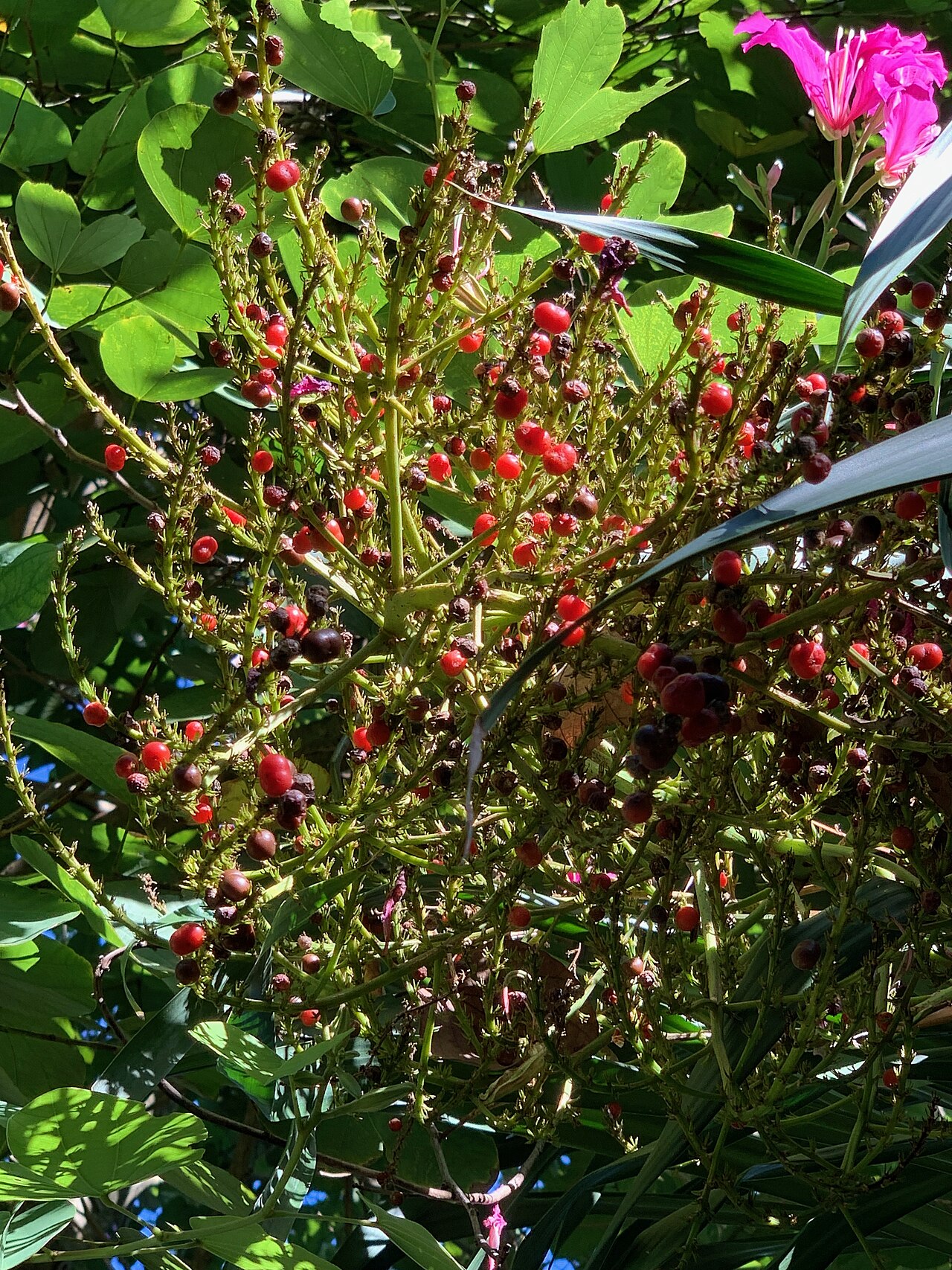 Dracaena arborea: Dracaena arborea fruits at Mounts Botanical Garden, West Palm Beach, Florida, USA