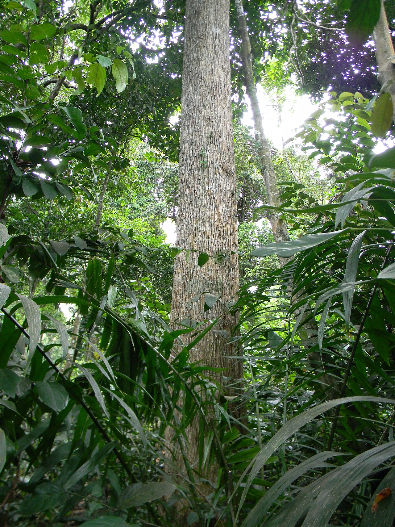 Dracaena arborea: Stem of Dracaena arborea (Willd.) Link in Gabon
