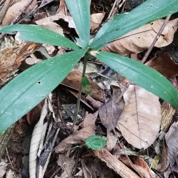 Dracaena arborea (Dracaena arborea)