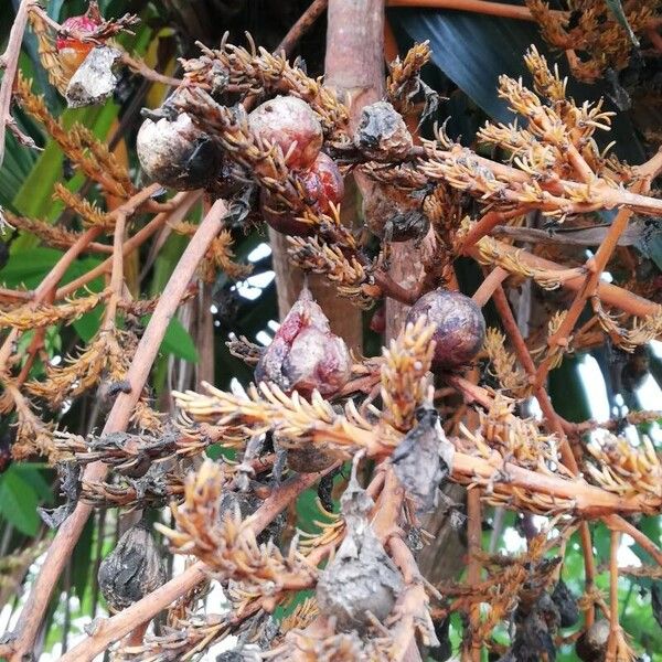 Dracaena arborea (Dracaena arborea)
