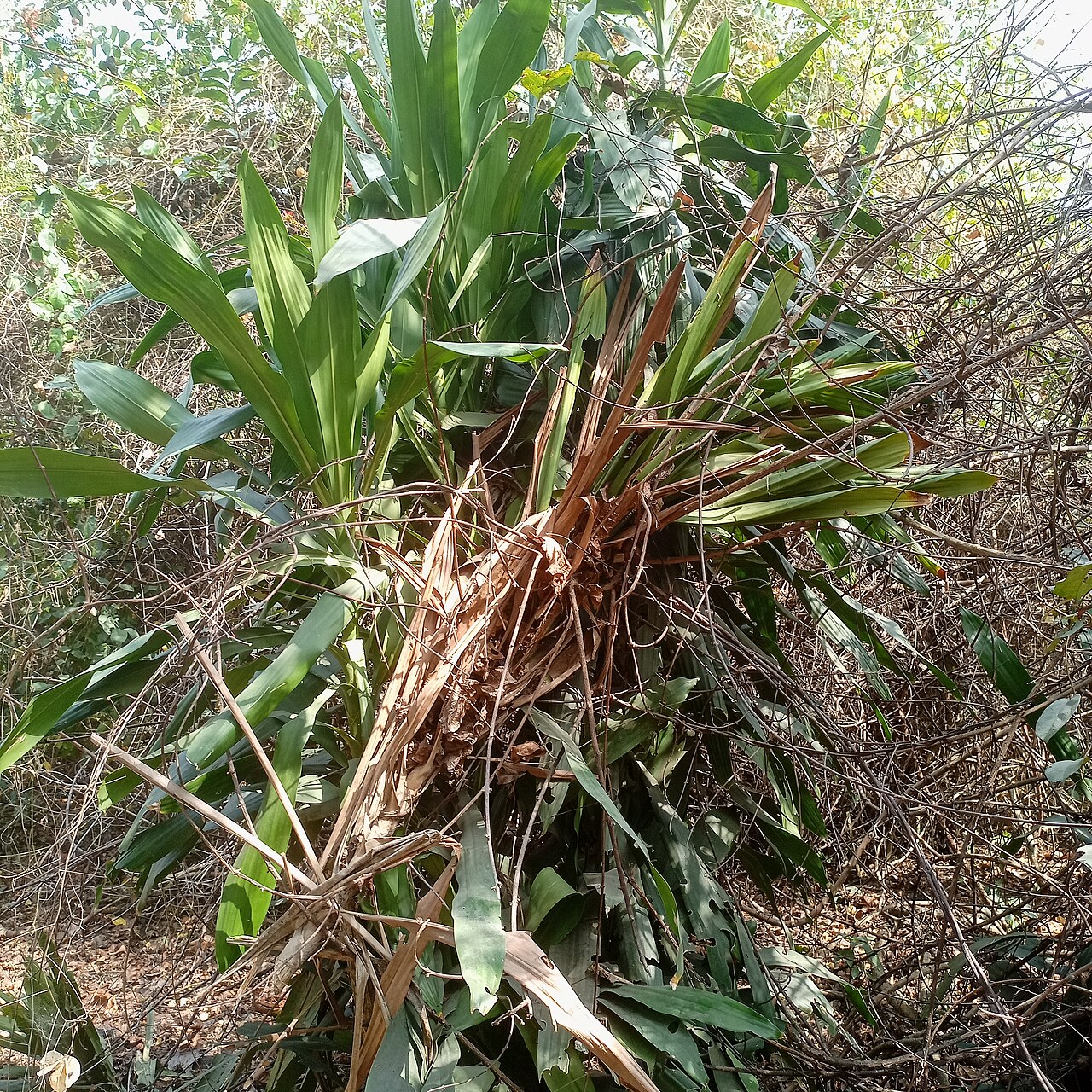 Dracaena arborea: arbuste