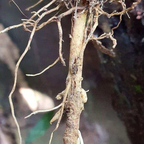 Dracaena arborea (Dracaena arborea)