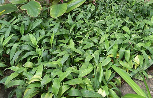 Lucky bamboo: Dracaena braunii Engl. growing as groundcover in Gabon