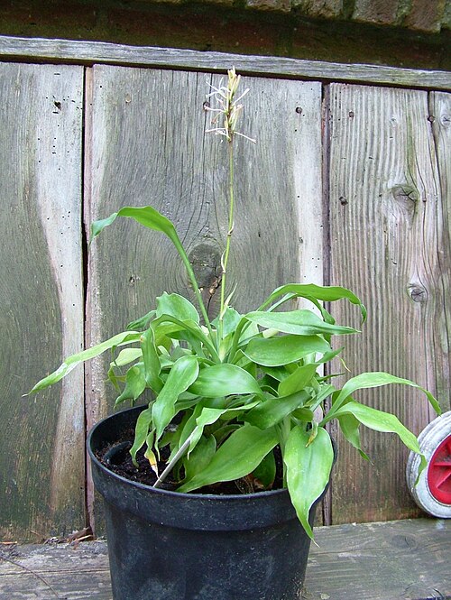 Lucky bamboo: ex TD 311 collected in coastal area near Libreville, Gabon