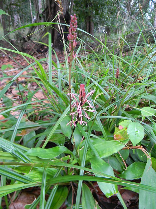 Lucky bamboo: Dracaena braunii Engl. in coastline Gabon