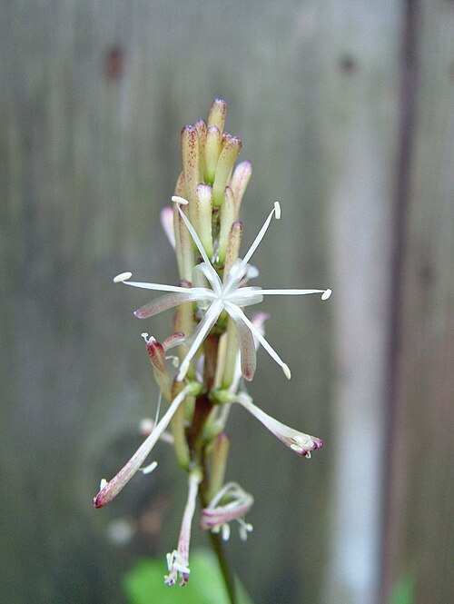 Lucky bamboo: ex TD 311 collected in coastal area near Libreville, Gabon