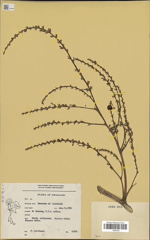 Dracaena cochinchinensis (Dracaena cochinchinensis)