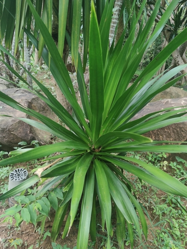 Dracaena cochinchinensis (Dracaena cochinchinensis)