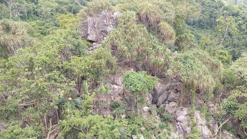 Dracaena cochinchinensis (Dracaena cochinchinensis)