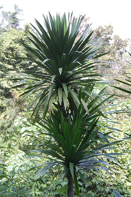 Dracaena cochinchinensis: Dracaena loureiri