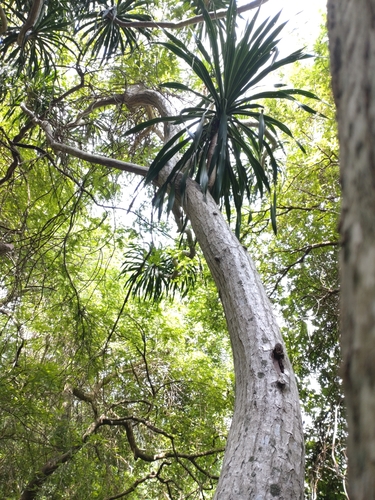 Dracaena cochinchinensis (Dracaena cochinchinensis)