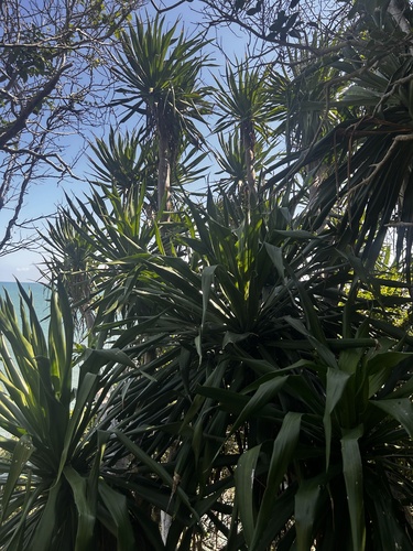 Dracaena cochinchinensis (Dracaena cochinchinensis)